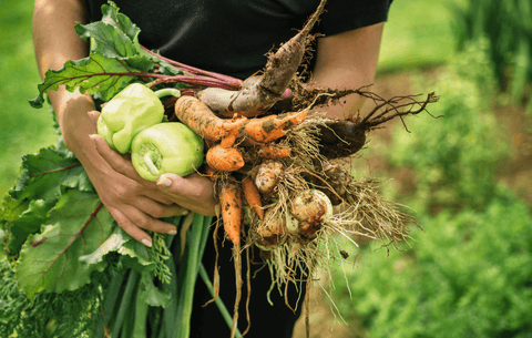 Planning for your new raised bed garden