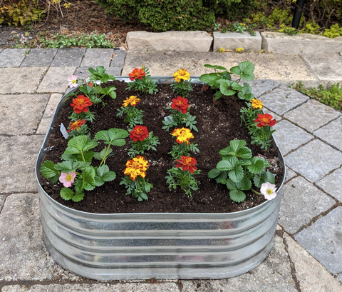 Découverte — 8 po de haut — Parterre surélevé, ensemble de 2