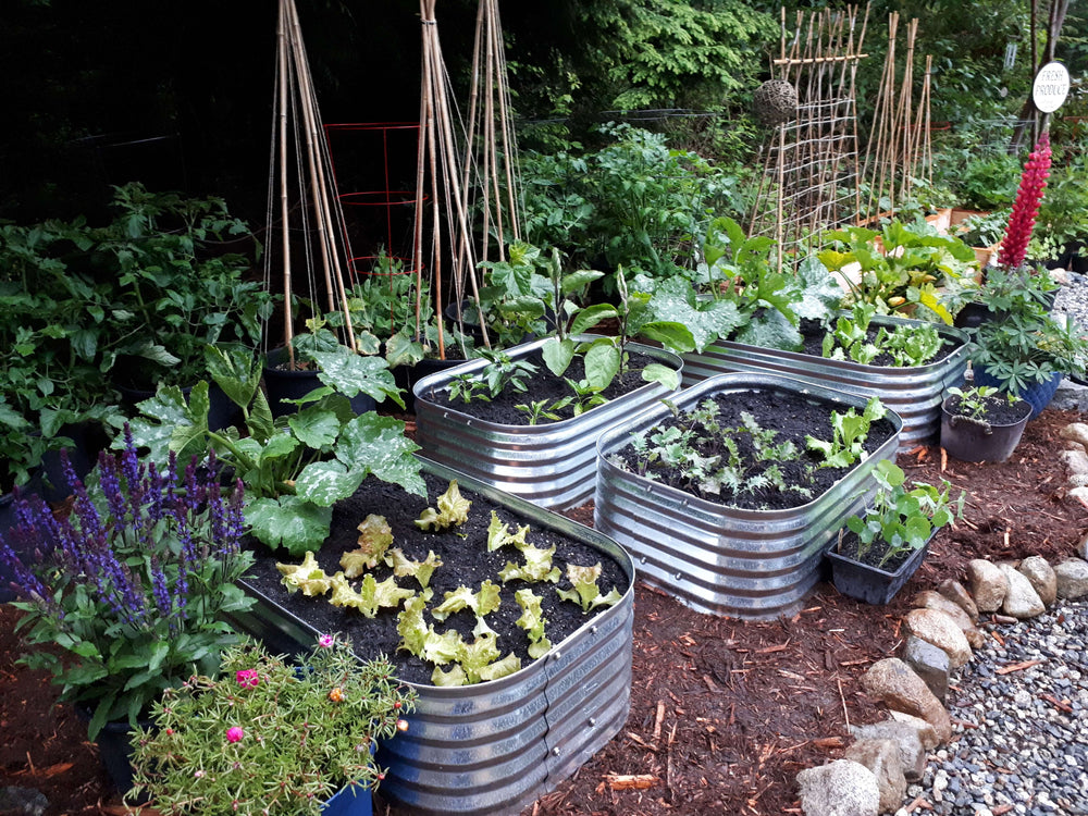 Galvanized steel Discover raised garden beds filled with leafy vegetables